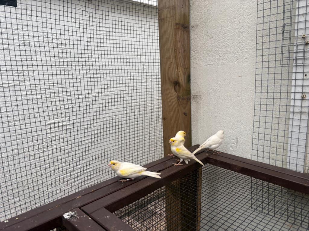Supper mooi.   Kanari.  Pop 12.  Man. 17. 2025, Dieren en Toebehoren, Vogels | Kanaries, Meerdere dieren, Kleurkanarie