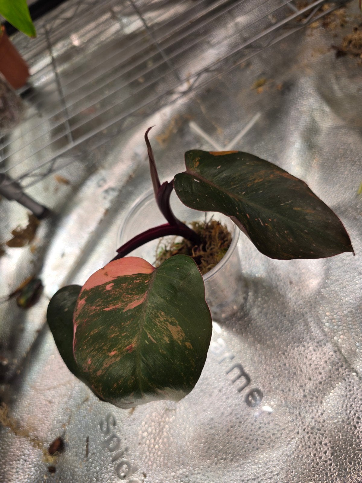 Philodendron Orange Prinsess kopstek, Ophalen of Verzenden, Halfschaduw, Minder dan 100 cm