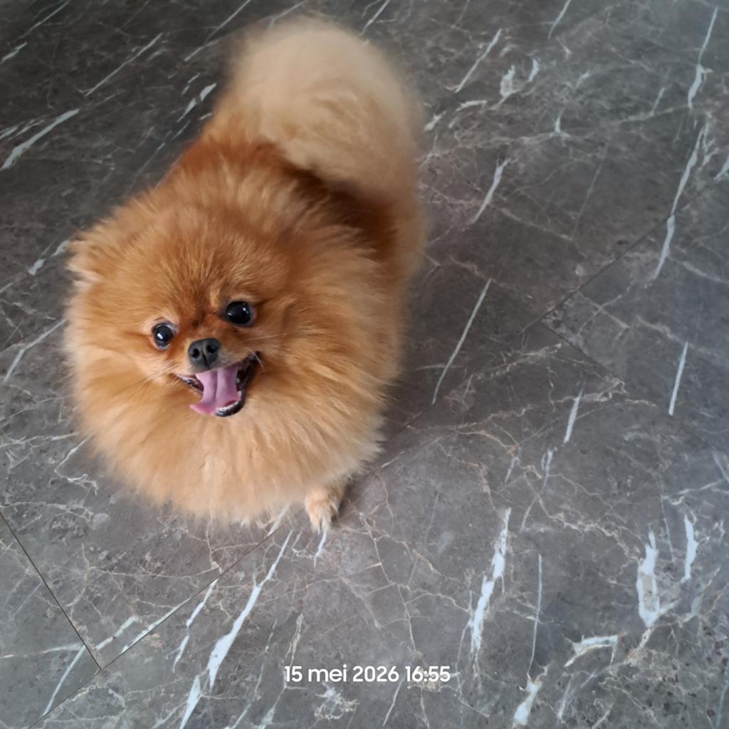 Pomeriaan sable orange, Dieren en Toebehoren, 1 tot 2 jaar, Eén hond, Nederland, Particulier
