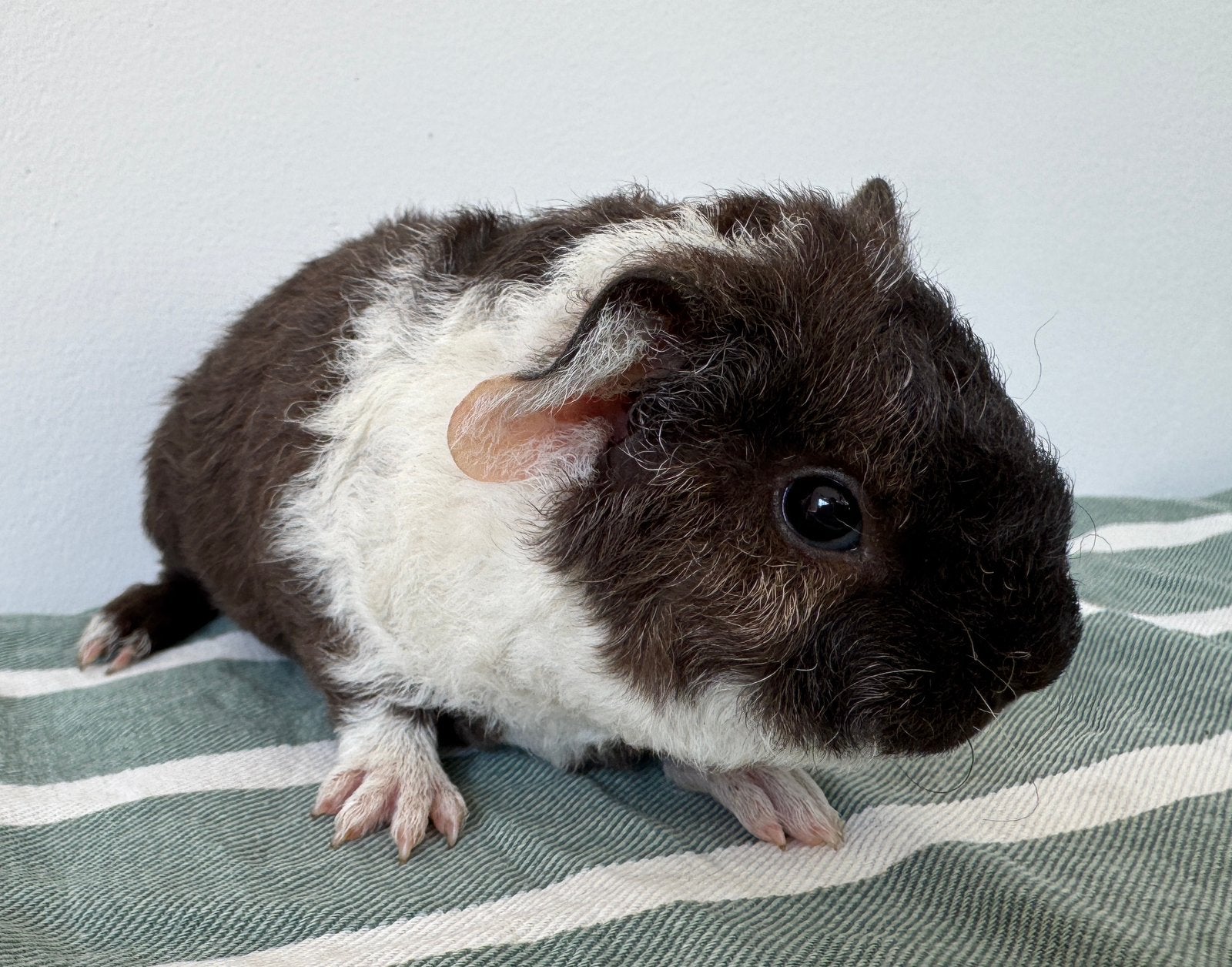 Luef beertje Jurre, Dieren en Toebehoren, Knaagdieren, Augustus, Mannelijk, Cavia