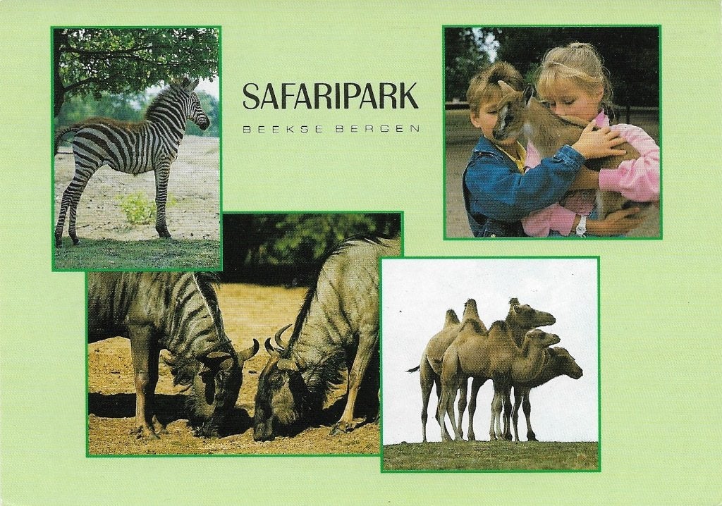Ansichtkaart  	Hilvarenbeek	Beekse Bergen	Safaripark	4-luik, Verzenden, 1980 tot heden, Gelopen, Noord-Brabant