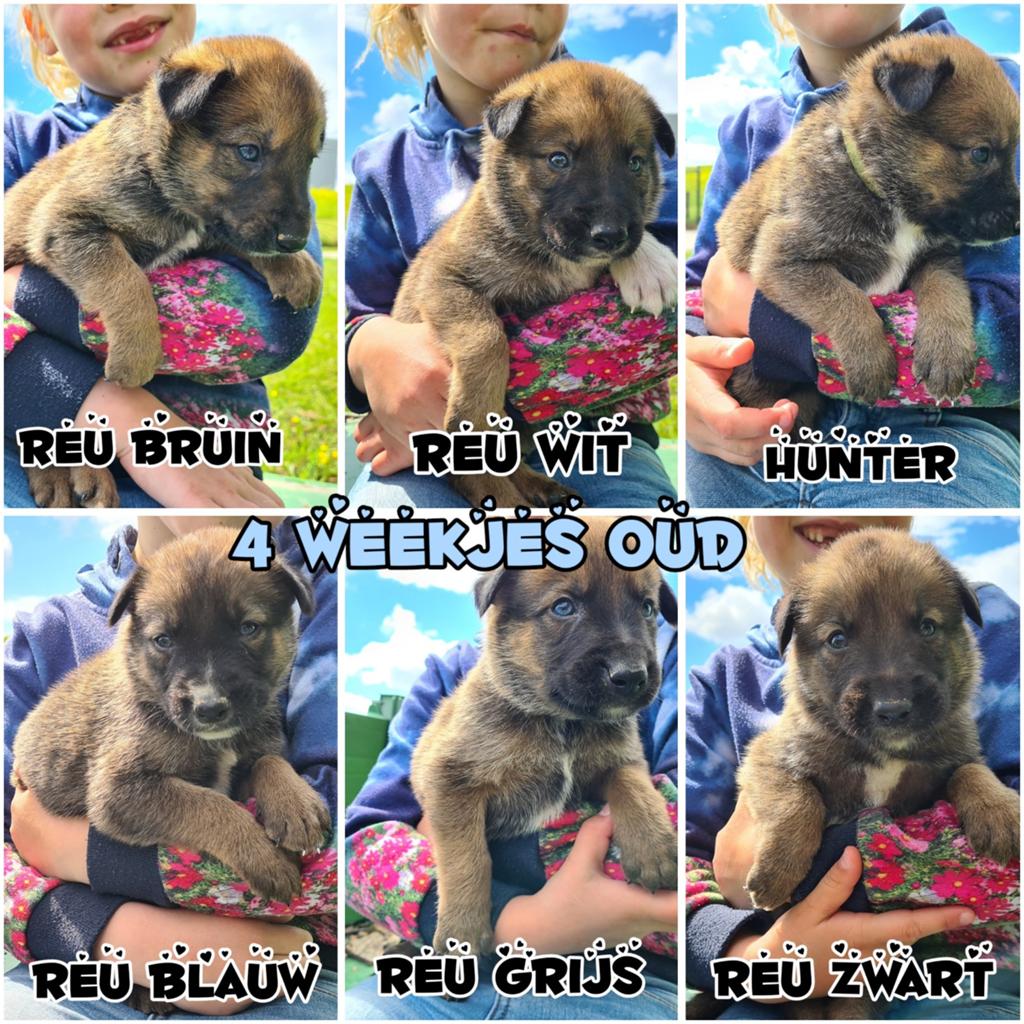 Prachtige Border Collie x Mechelse Herder pups F1, Dieren en Toebehoren, Honden | Herdershonden en Veedrijvers, 8 tot 15 weken