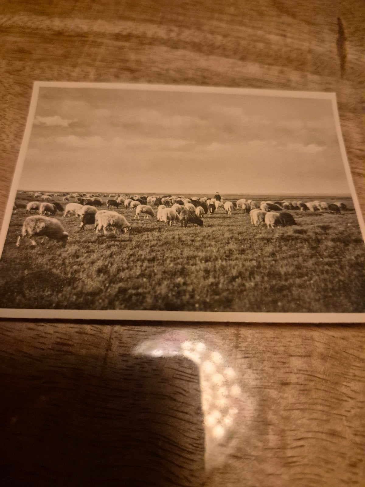 Oude Ansichtkaart Schapen op de Heide - Zeldzaam, Ophalen of Verzenden, Voor 1920, Ongelopen
