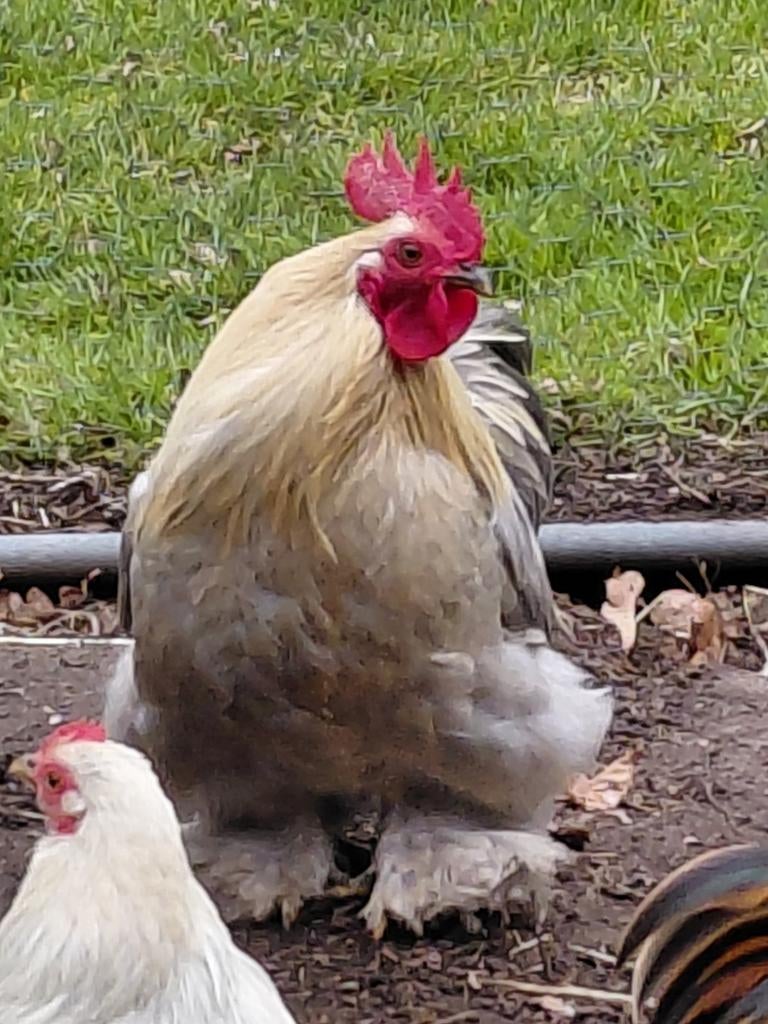 Prachtige zilverparel cochin haan, Dieren en Toebehoren, Pluimvee, Mannelijk, Kip