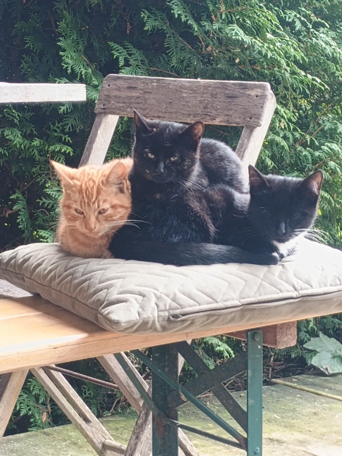Kittens te koop!, Meerdere dieren, Kortharig, 0 tot 2 jaar