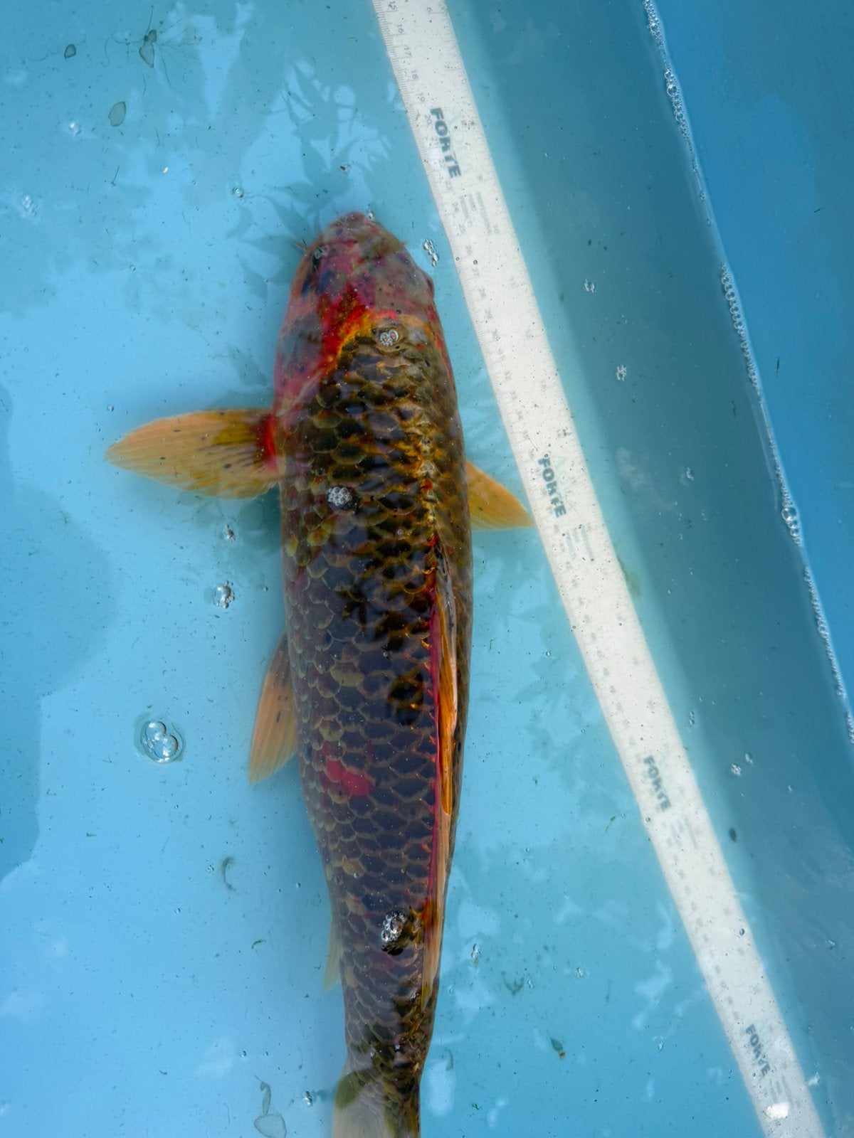 Aparte koi, Karper of Koi