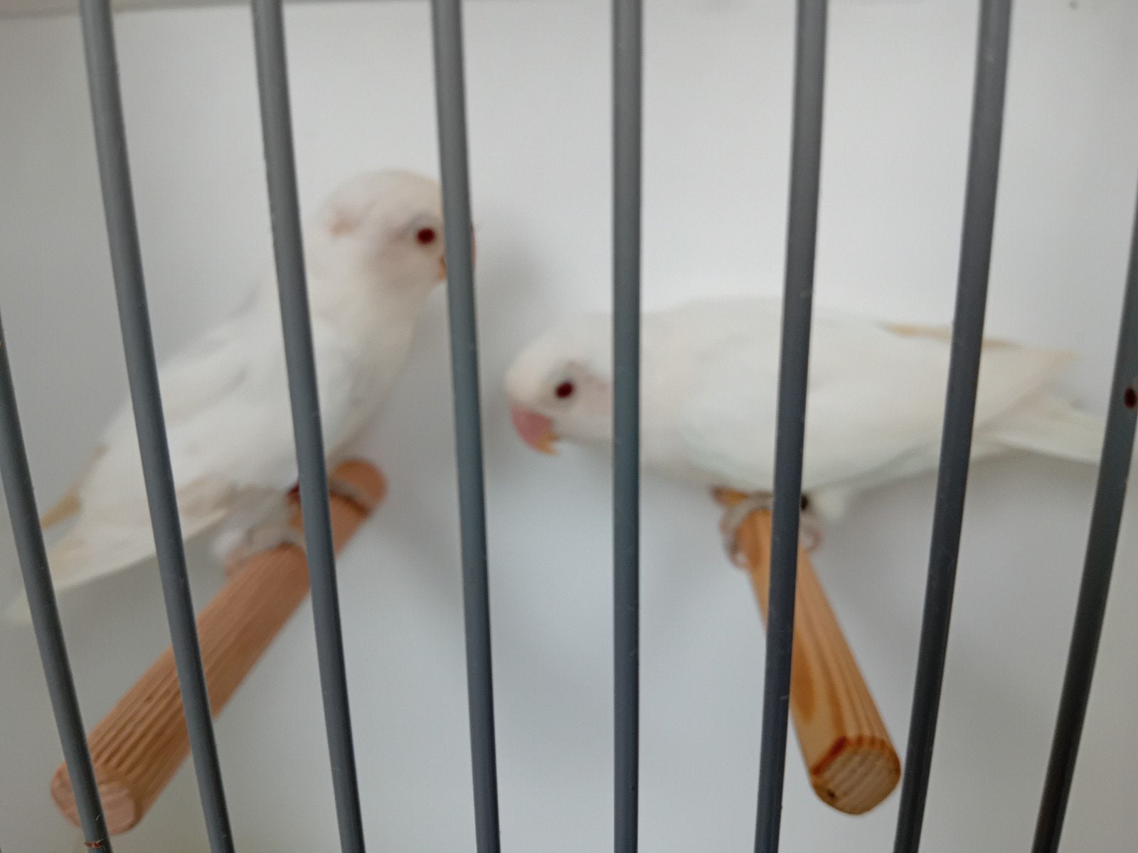 Koppel fischerie, Meerdere dieren, Parkiet