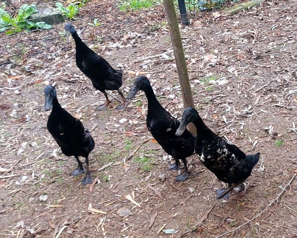 Groep zwarte loopeenden.1 man 5 vrouwen., Meerdere dieren, Eend