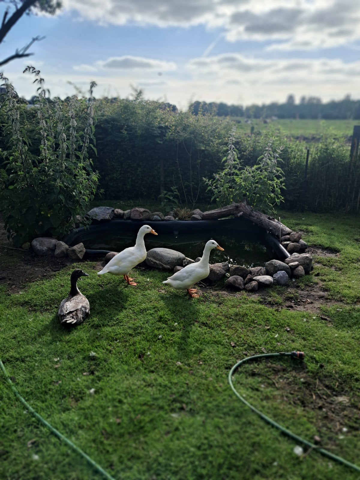 Loopeenden stel, Dieren en Toebehoren, Meerdere dieren, Eend