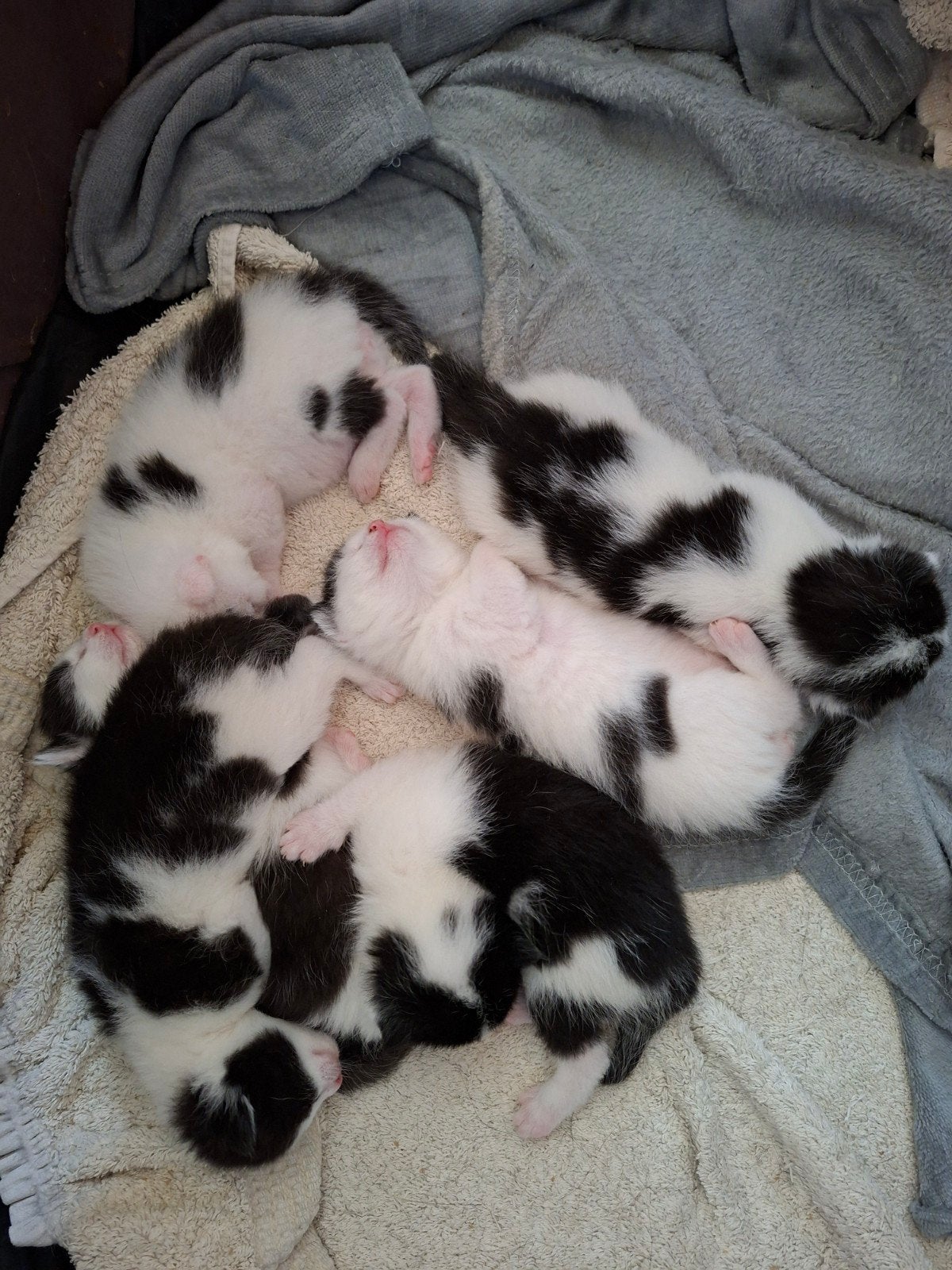 6 zwart witte kittens!, Dieren en Toebehoren, Katten en Kittens | Overige Katten, Meerdere dieren, Kortharig, 0 tot 2 jaar