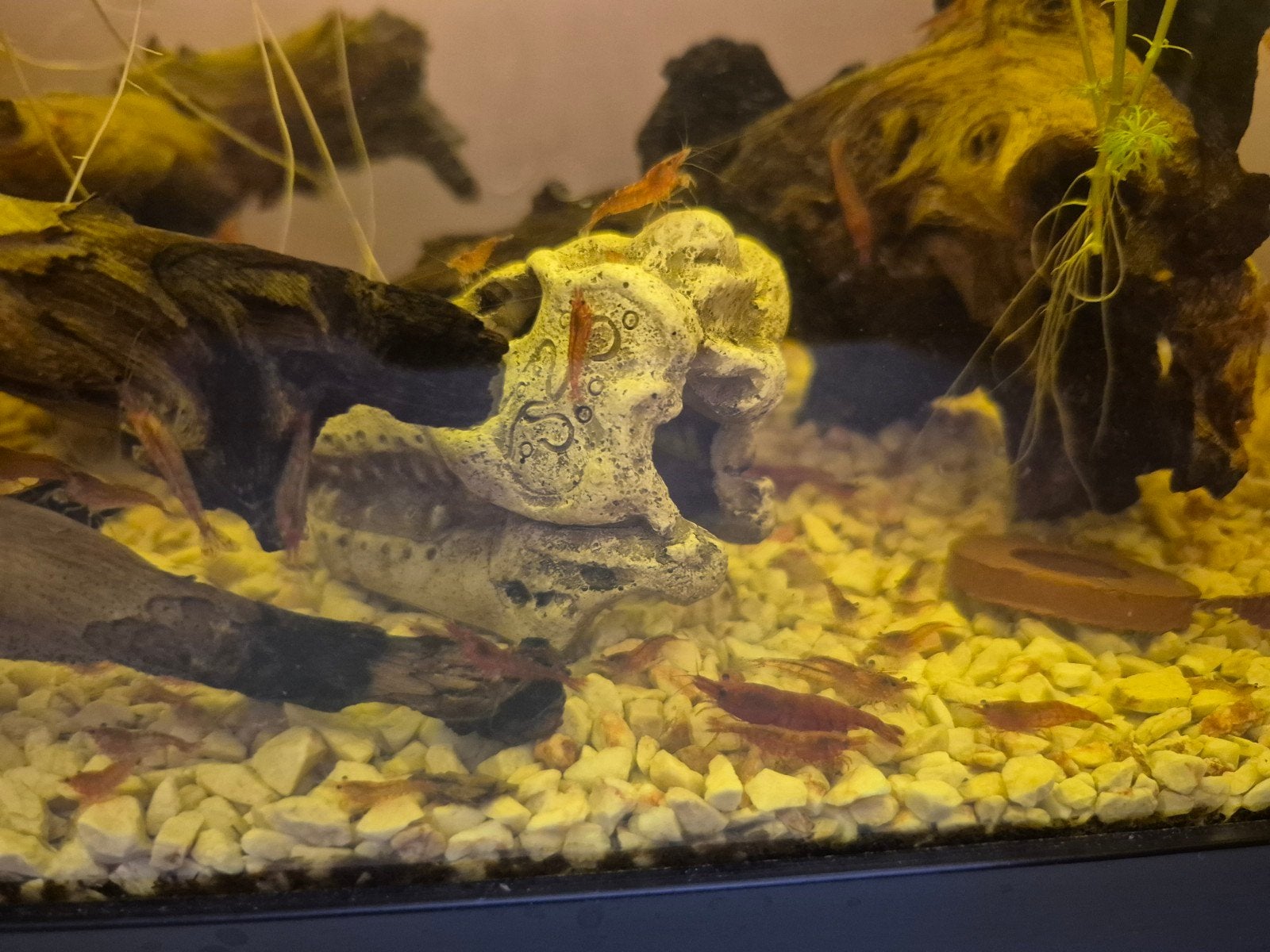 zoet water garnalen - rood / rood/doorzichtig, Dieren en Toebehoren, Kreeft, Krab of Garnaal