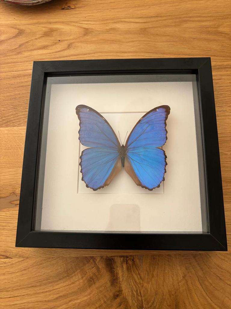 Opgezette Morpho rhetenor vlinder in lijst, Ophalen of Verzenden, Zo goed als nieuw