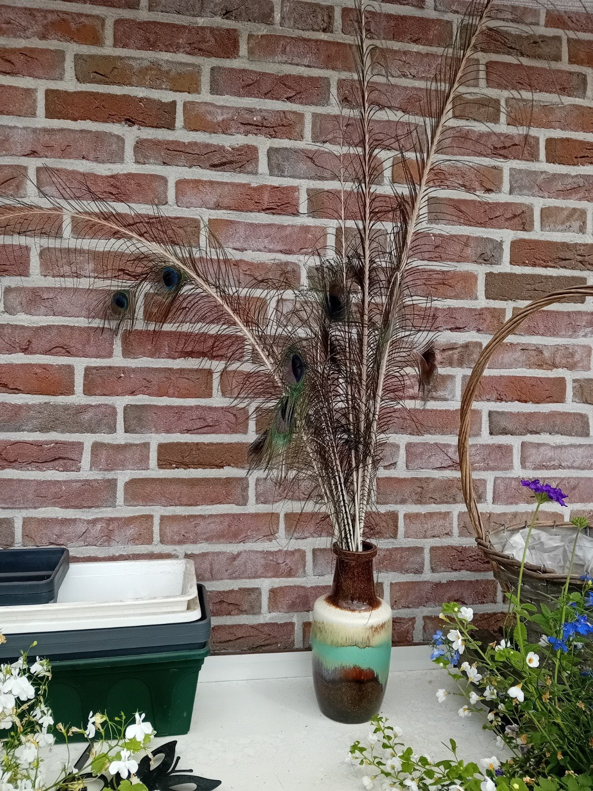 Pauwen veren, Ophalen