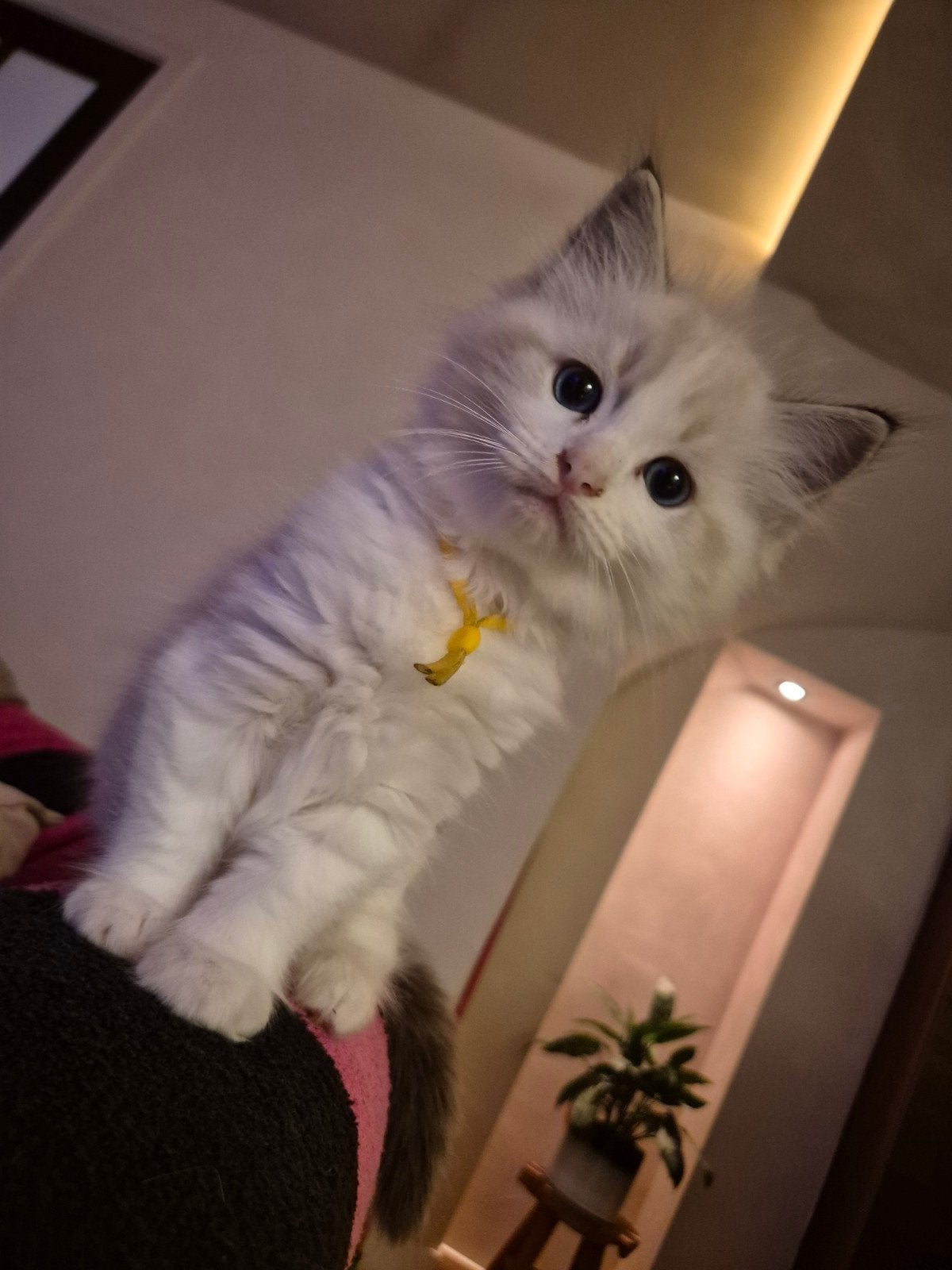 Lynx Bicolor katertje Ragdoll, Dieren en Toebehoren, Kater, Gechipt, 0 tot 2 jaar