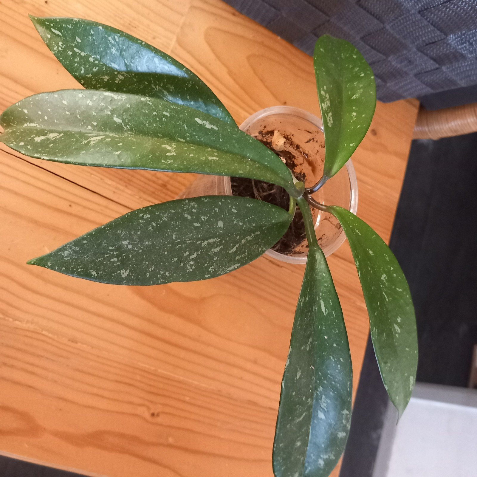 hoya pubicalyx silver stek nr 115, Ophalen of Verzenden, Halfschaduw, Minder dan 100 cm