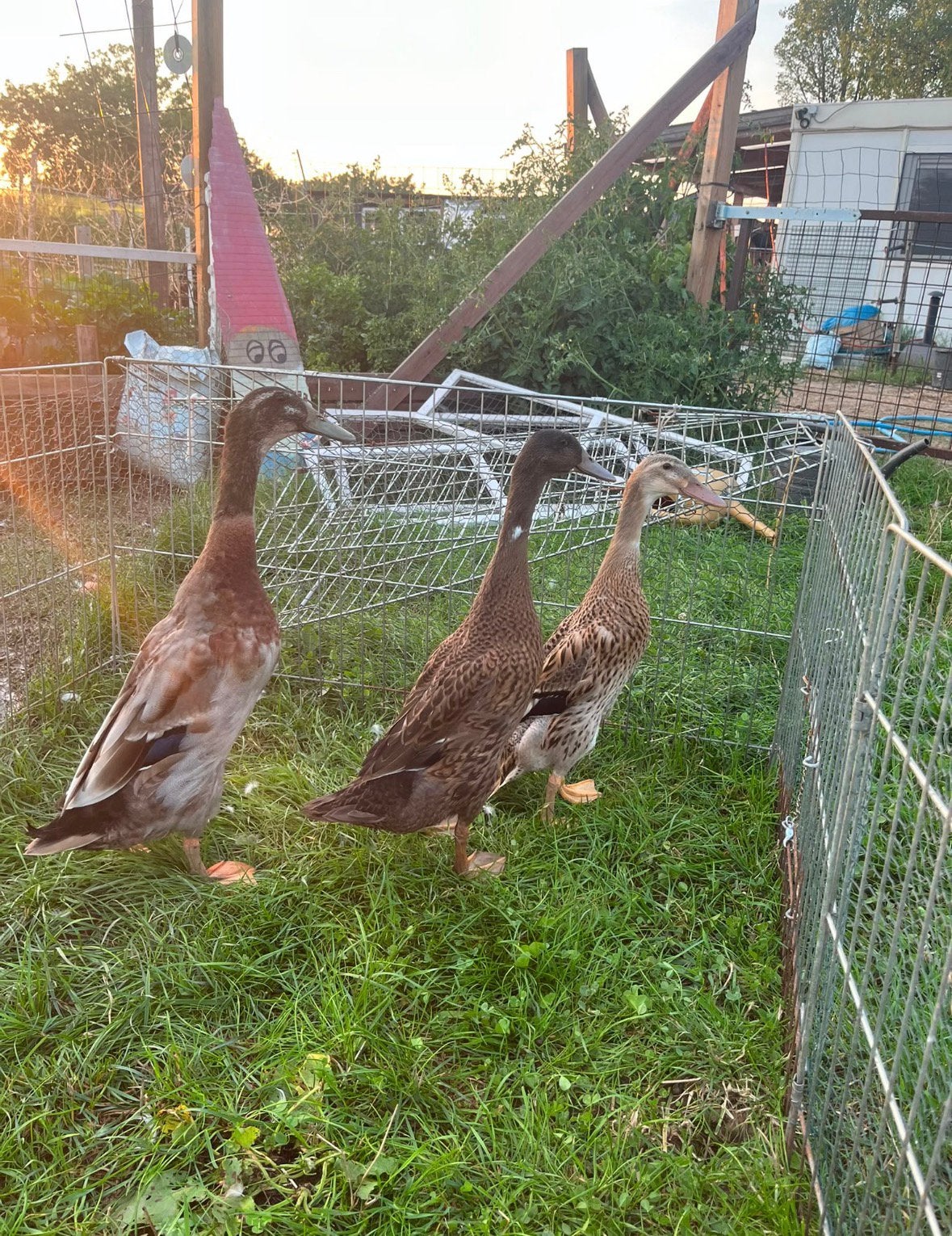 Trio eenden te koop, Dieren en Toebehoren, Meerdere dieren, Eend