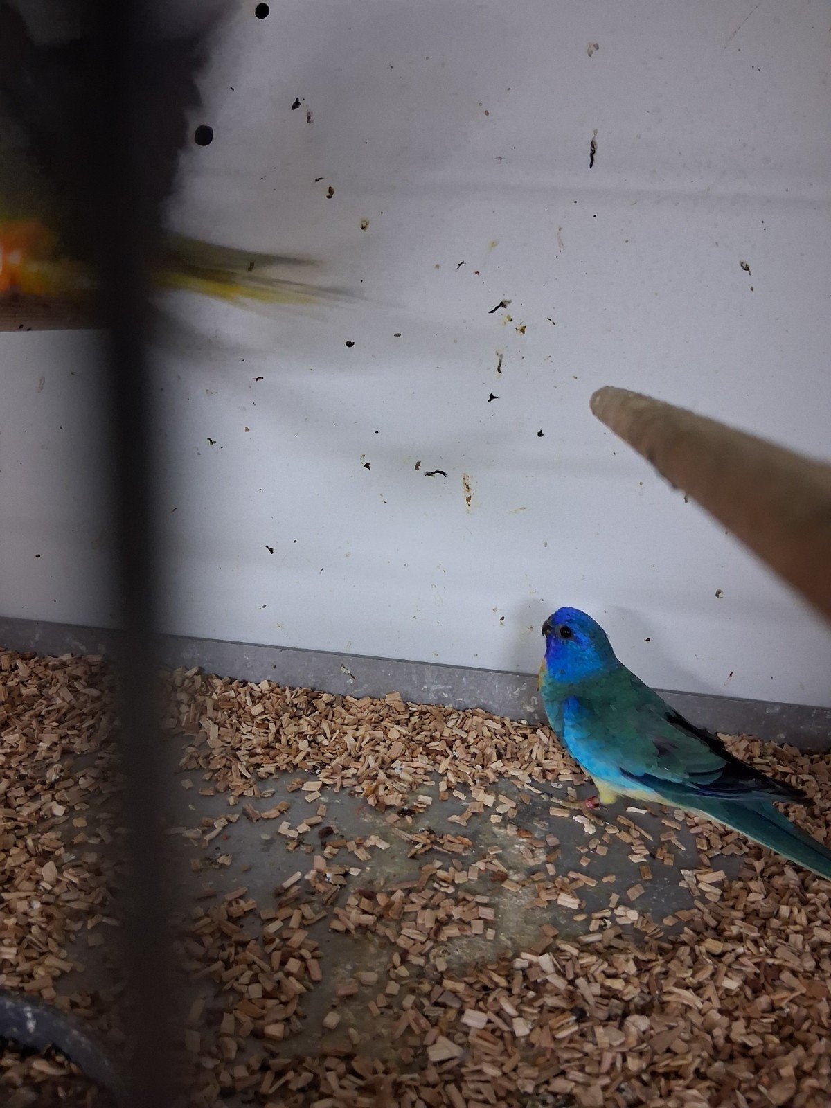 mooi koppel splendid parkieten blauw, Meerdere dieren, Parkiet