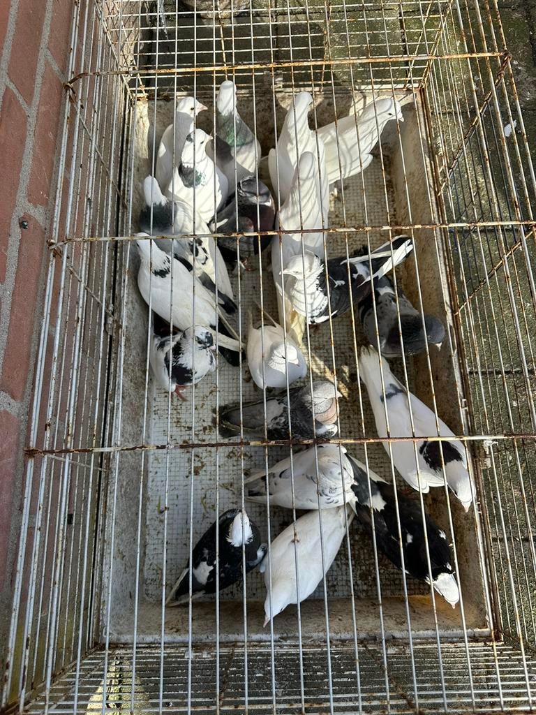 Duiven, Meerdere dieren, Overige soorten