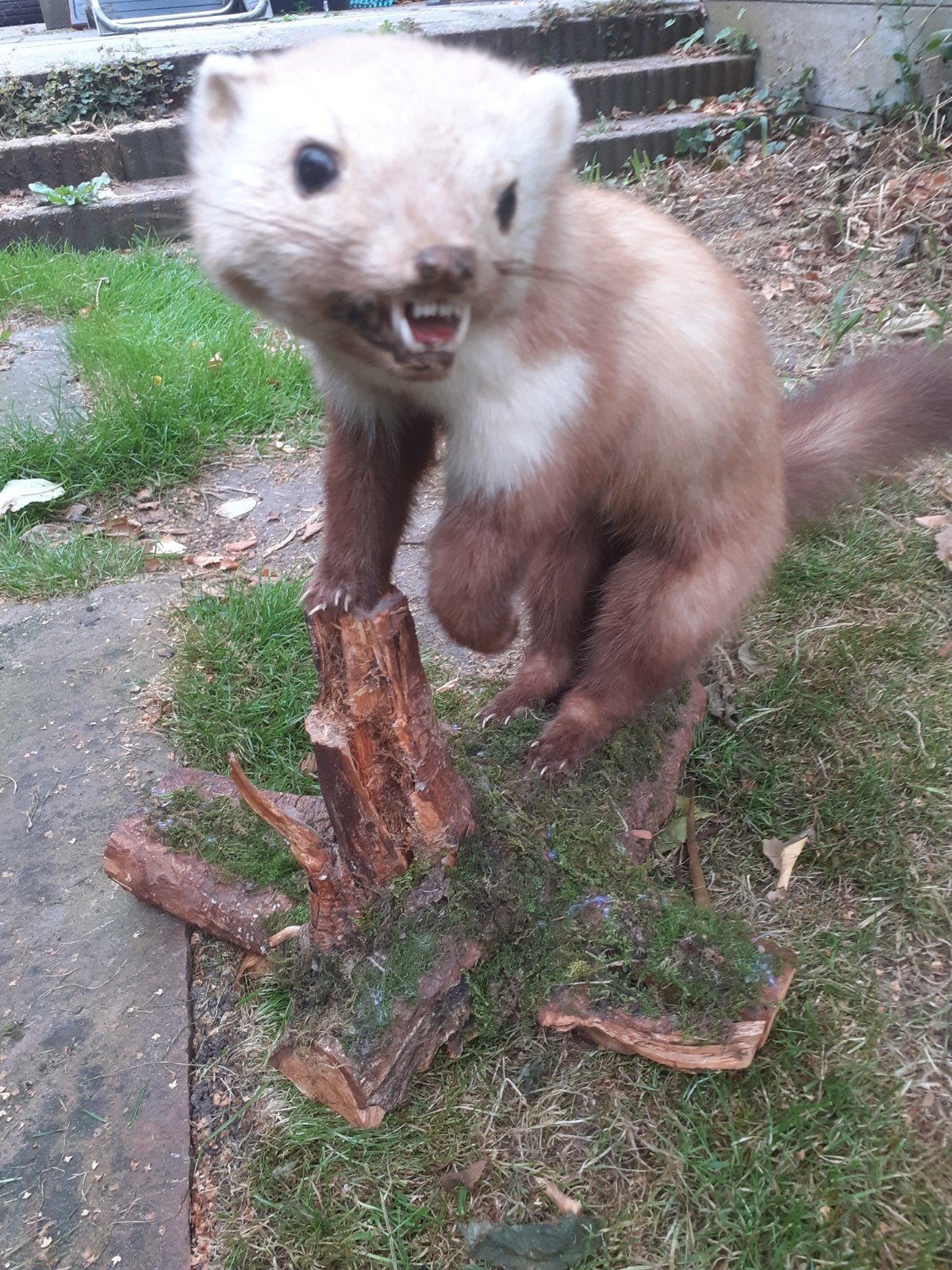 Prachtige opgezette steenmarter op natuurlijke voet, Verzamelen, Dierenverzamelingen, Ophalen of Verzenden, Zo goed als nieuw