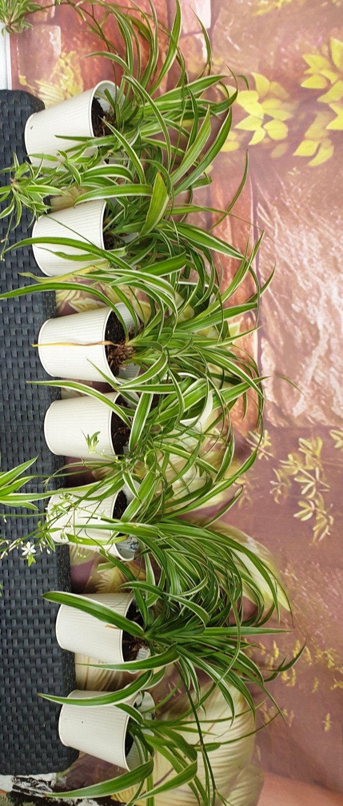️ GRASLELIES IN POT 7 STUKS IN 1 KOOP VOOR WEINIG, Huis en Inrichting, Ophalen, In pot, Halfschaduw, Minder dan 100 cm