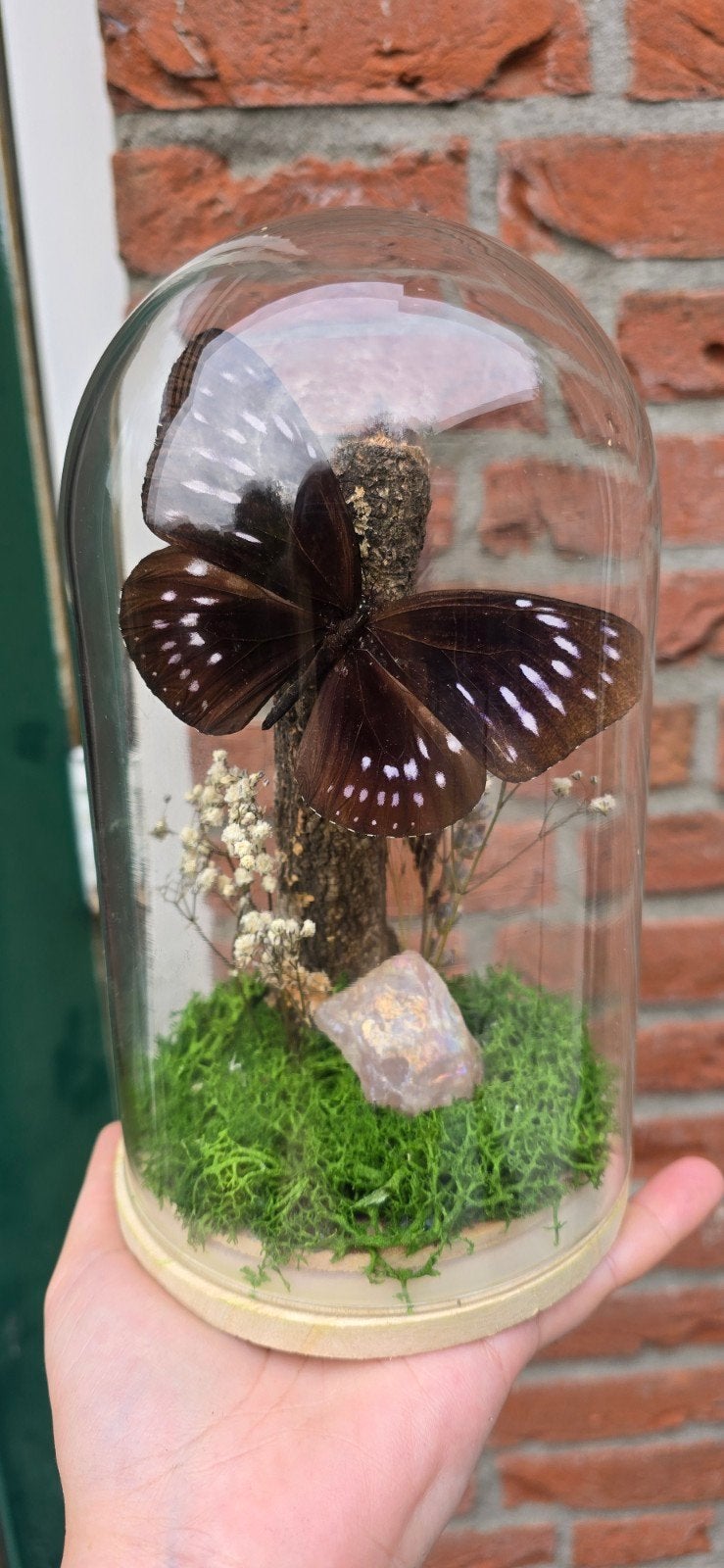 Stolp met mooie zwart witte vlinder en stuk aurarozenkwarts, Verzamelen, Dierenverzamelingen, Ophalen, Nieuw, Insect, Opgezet dier