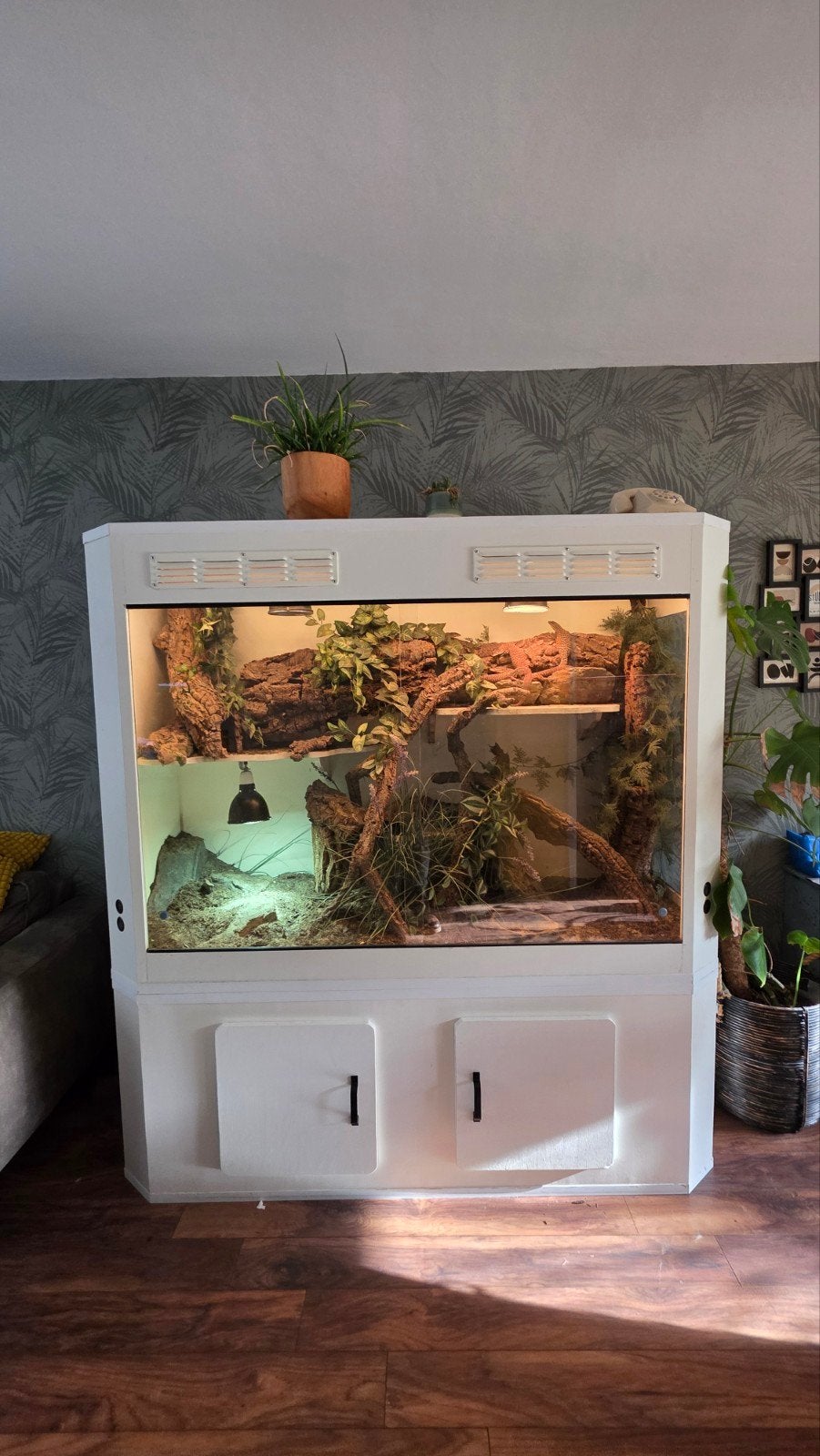 Varanus Acanthurus  5x inclusief Terrarium Monitor Lizard photo 11