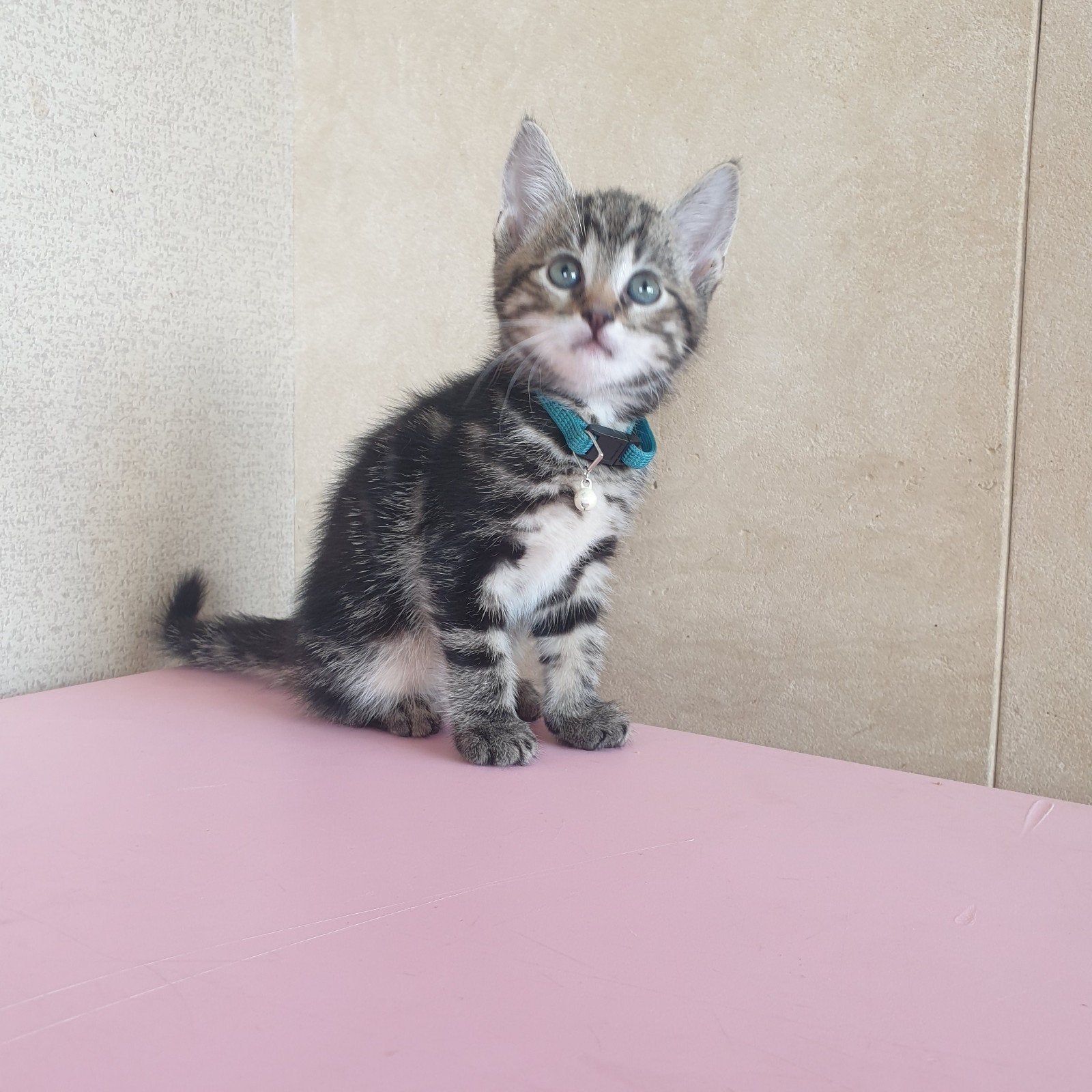 prachtige cyperse kittens, Kater, Kortharig, 0 tot 2 jaar