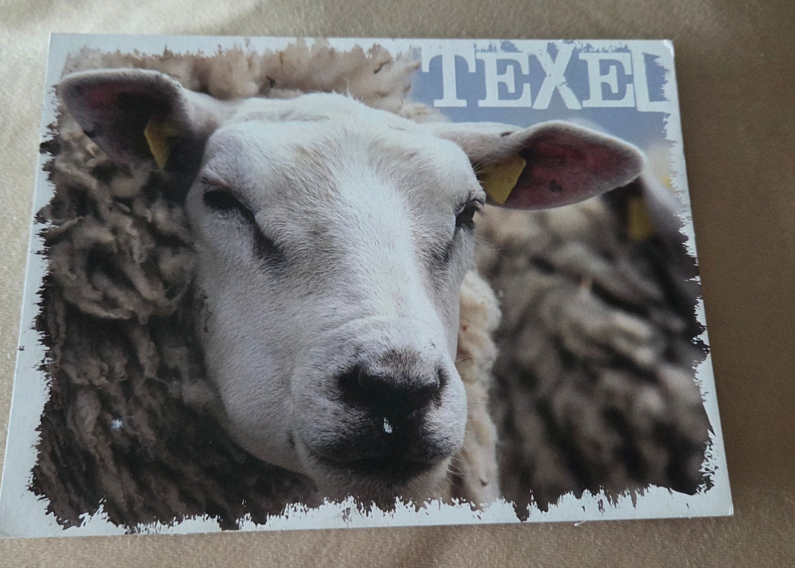 Ansichtkaart Texel Schaap, Verzenden, 1980 tot heden, Gelopen, Waddeneilanden