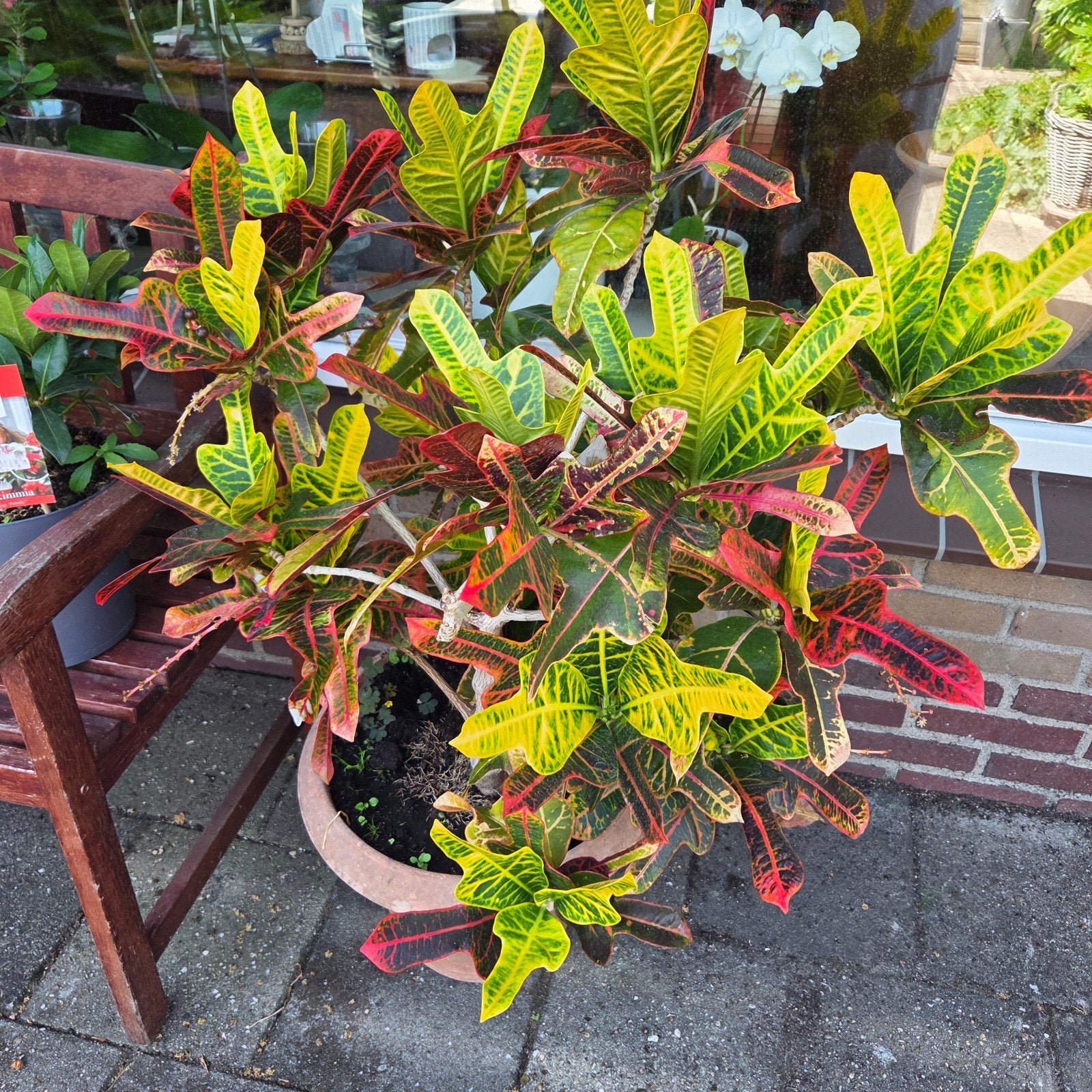 Corona Icoon, Tuin en Terras, Ophalen, Overige soorten, Volle zon
