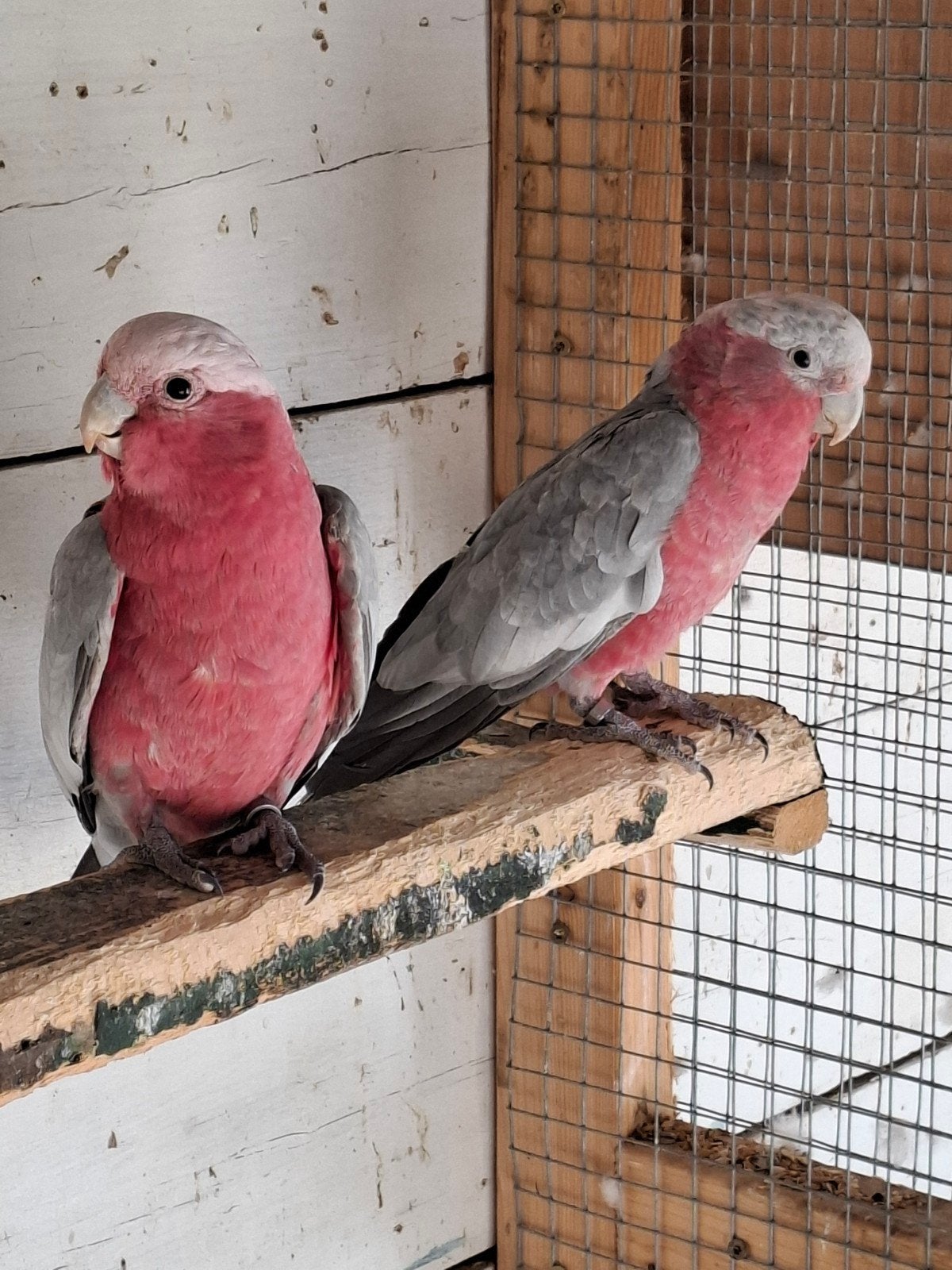 Rose kakatoes, Dieren en Toebehoren, Vogels | Parkieten en Papegaaien, Meerdere dieren, Papegaai