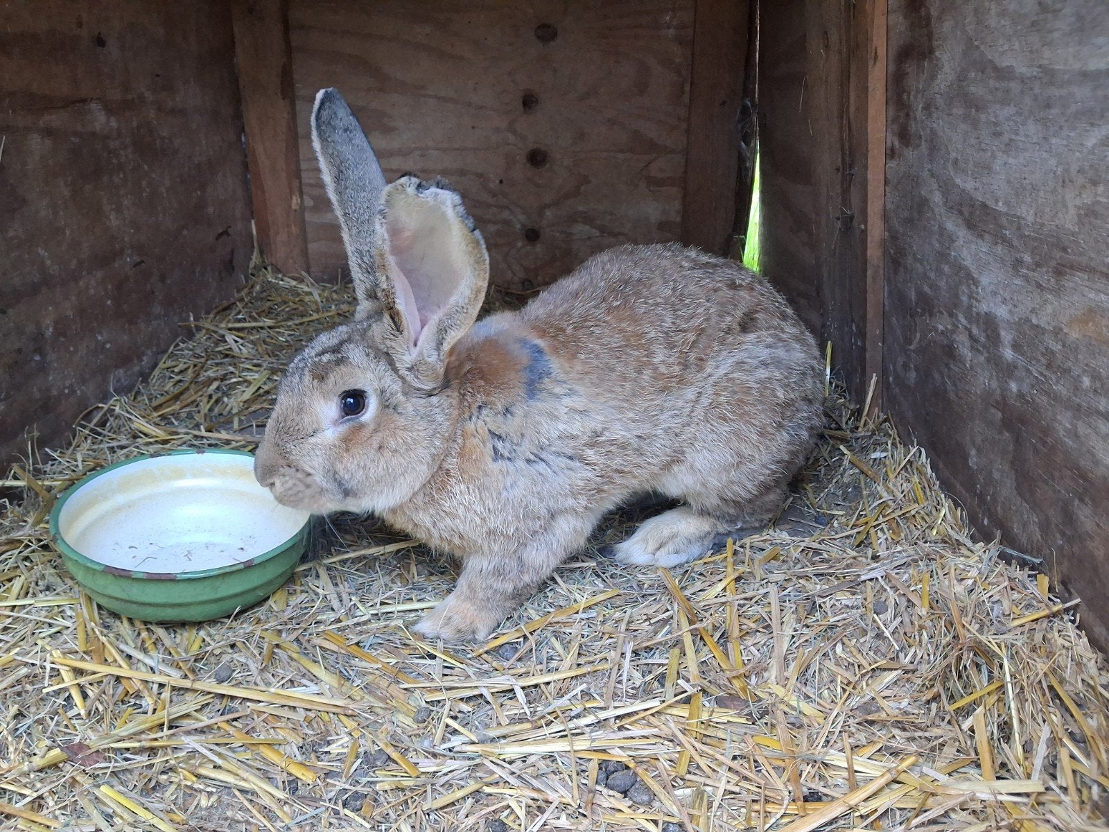 vlaamse reus, Dieren en Toebehoren, Mannelijk, Groot, 0 tot 2 jaar