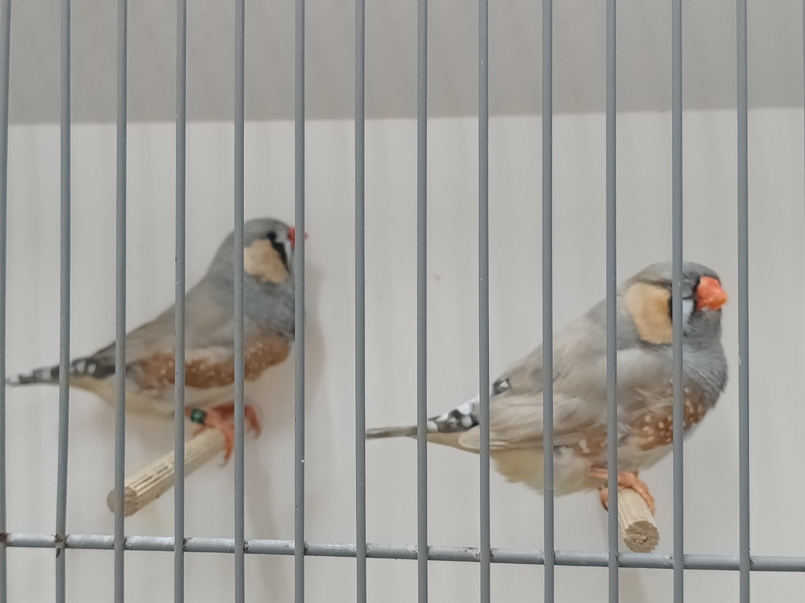 2x zebravink groot man, Mannelijk, Kleurkanarie
