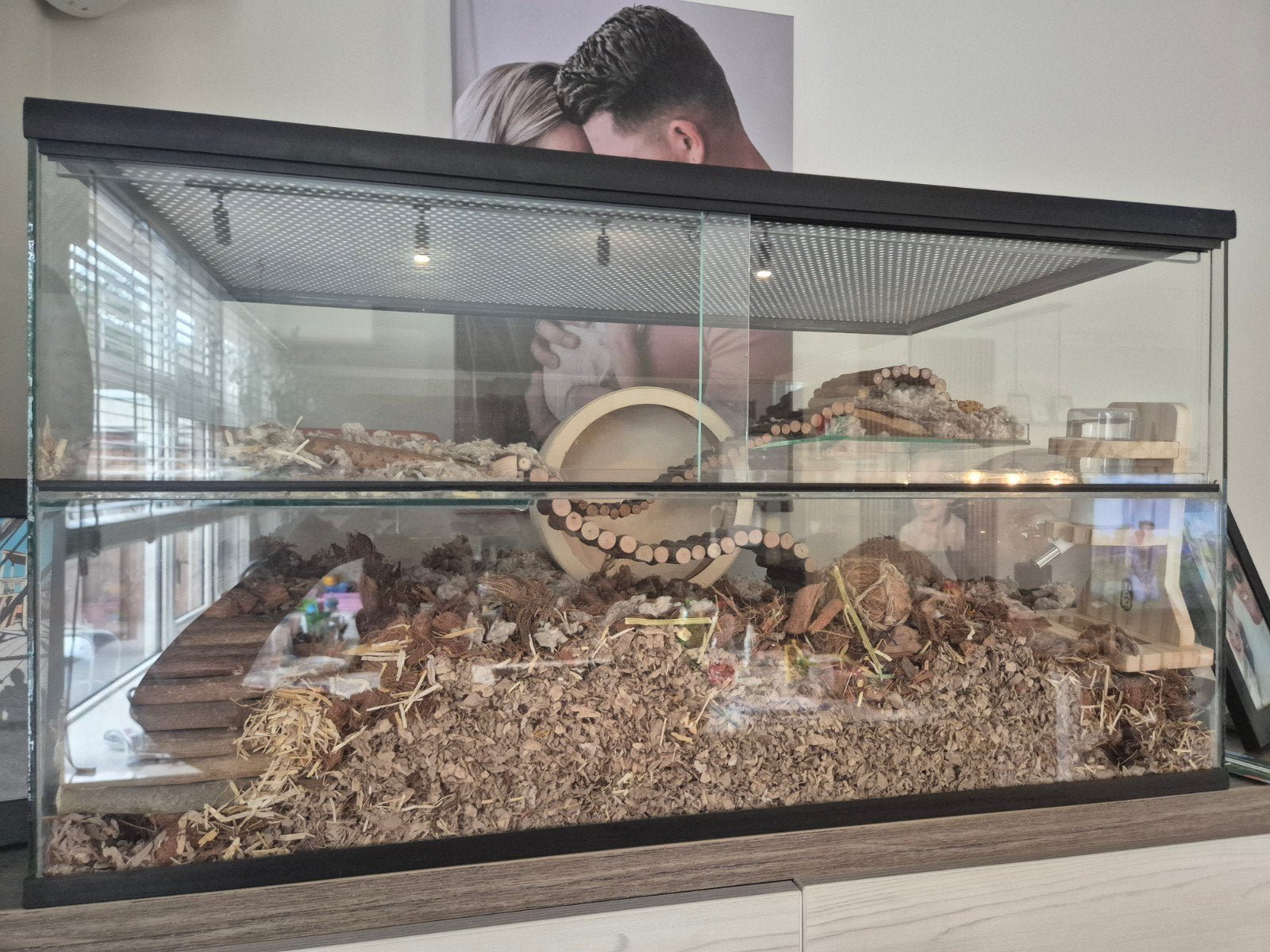 Hamster scaping + hamster, Mei, Vrouwelijk