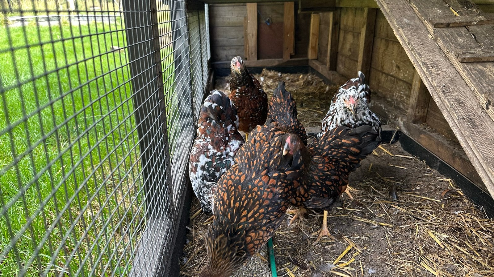 Wyandotte kriel kippen, 3 kleurslagen. €15,- per kip, Dieren en Toebehoren, Pluimvee, Vrouwelijk, Kip