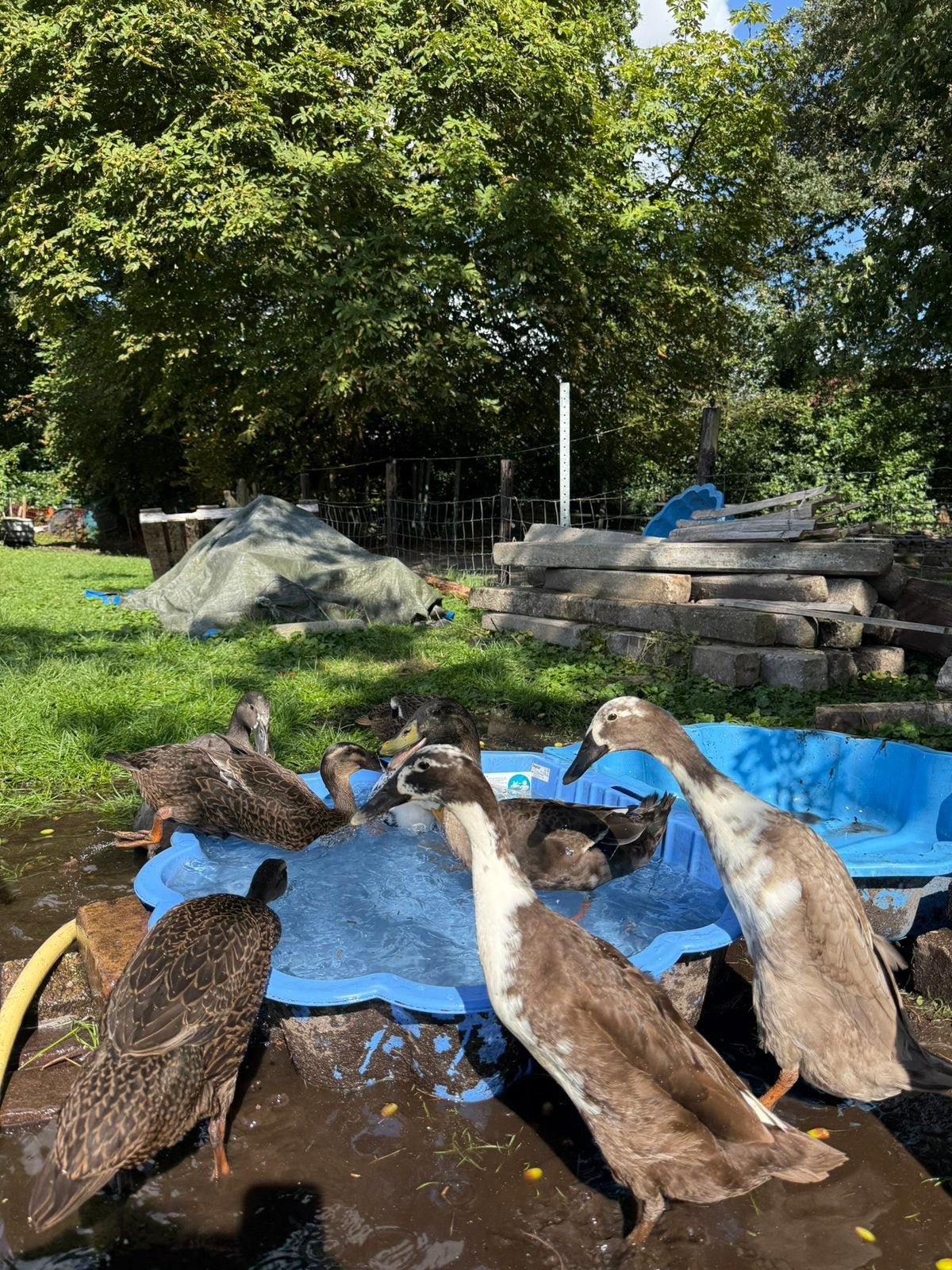 Koppeltje indische loopeenden te koop, Vrouwelijk, Eend