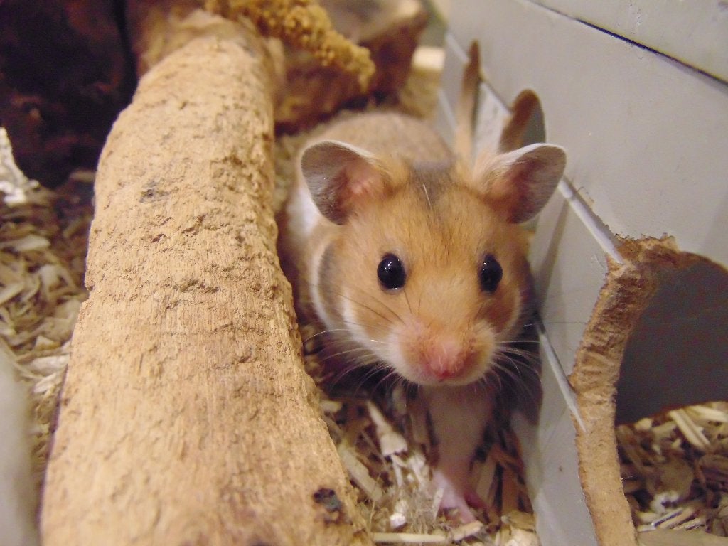 Goudhamsters in Assen!, Dieren en Toebehoren, Hamster, Meerdere dieren, Tam, September