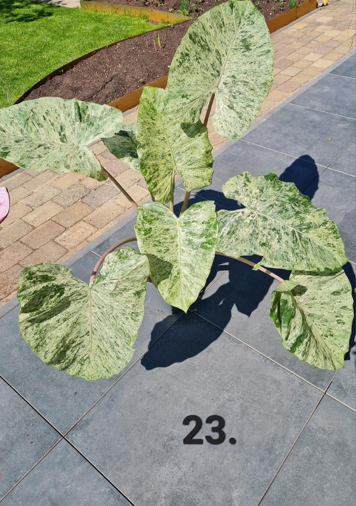 Kamerplant, alocasia macrorrhiza splash, 105 cm hoog, Huis en Inrichting, Ophalen, Halfschaduw, Minder dan 100 cm