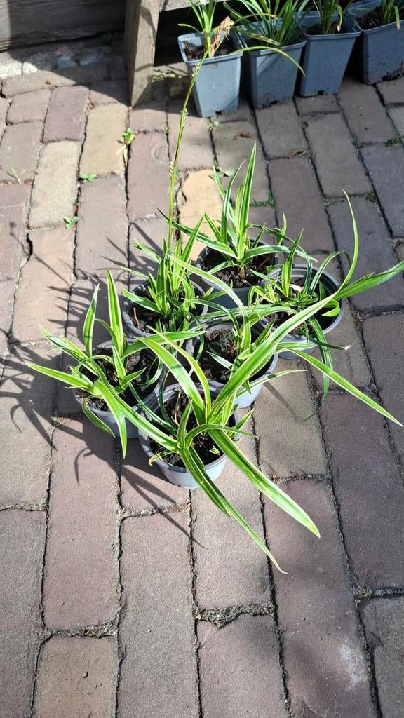 Carex (Zegge) - Siergras voor tuin en balkon, Tuin en Terras, Planten | Tuinplanten, Ophalen, Vaste plant, Siergrassen, Bloeit niet