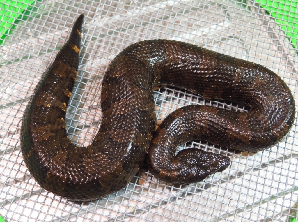 Couples Candoia aspera (boa vipère), Dieren en Toebehoren, Reptielen en Amfibieën, Slang, 3 tot 6 jaar