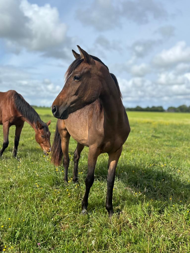 D pony te koop, Dieren en Toebehoren, Pony's, Merrie, Met stamboom, Springpony, 3 tot 6 jaar