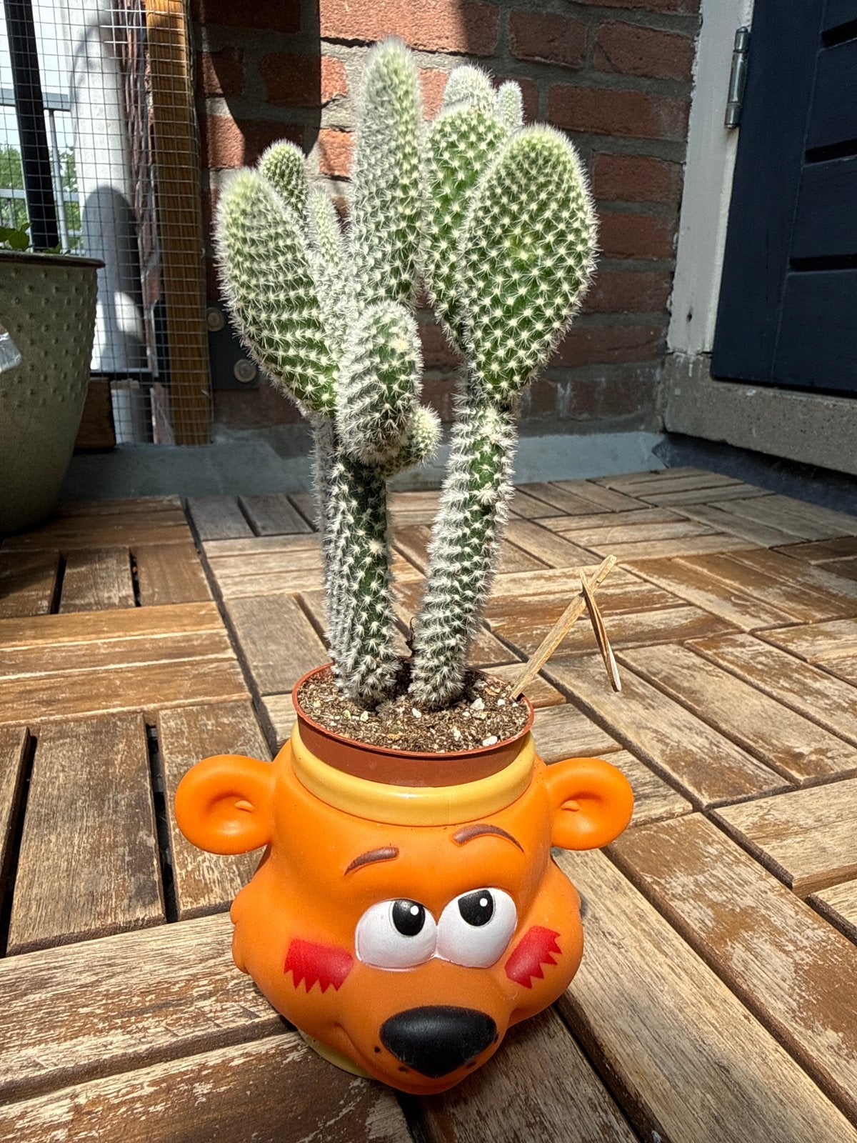 Leuke Cactus in grappige pot, Huis en Inrichting, Kamerplanten, Ophalen of Verzenden, Minder dan 100 cm, In pot, Cactus