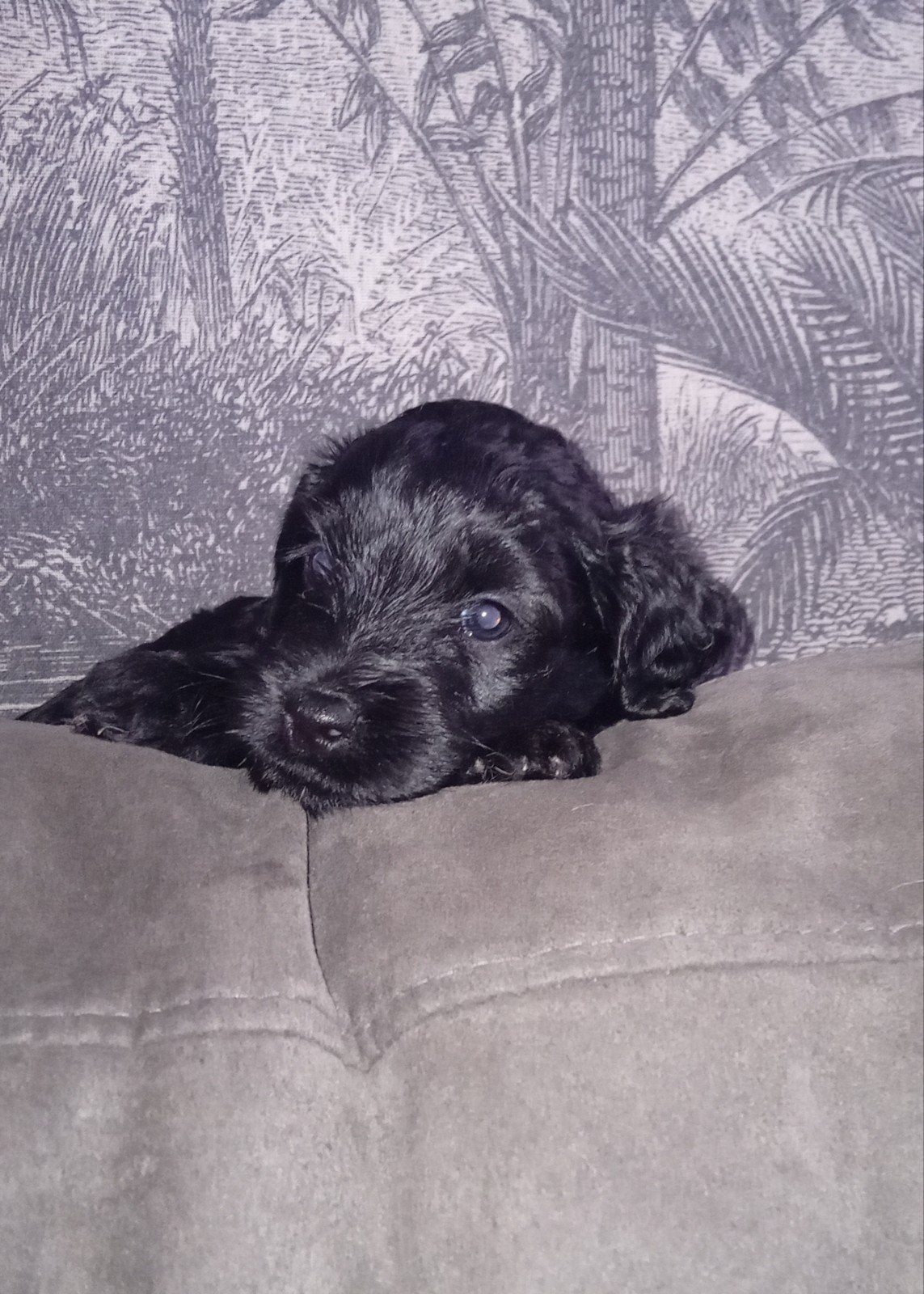 Labradoodle pups medium, Parvo, 8 tot 15 weken, Meerdere, Meerdere dieren