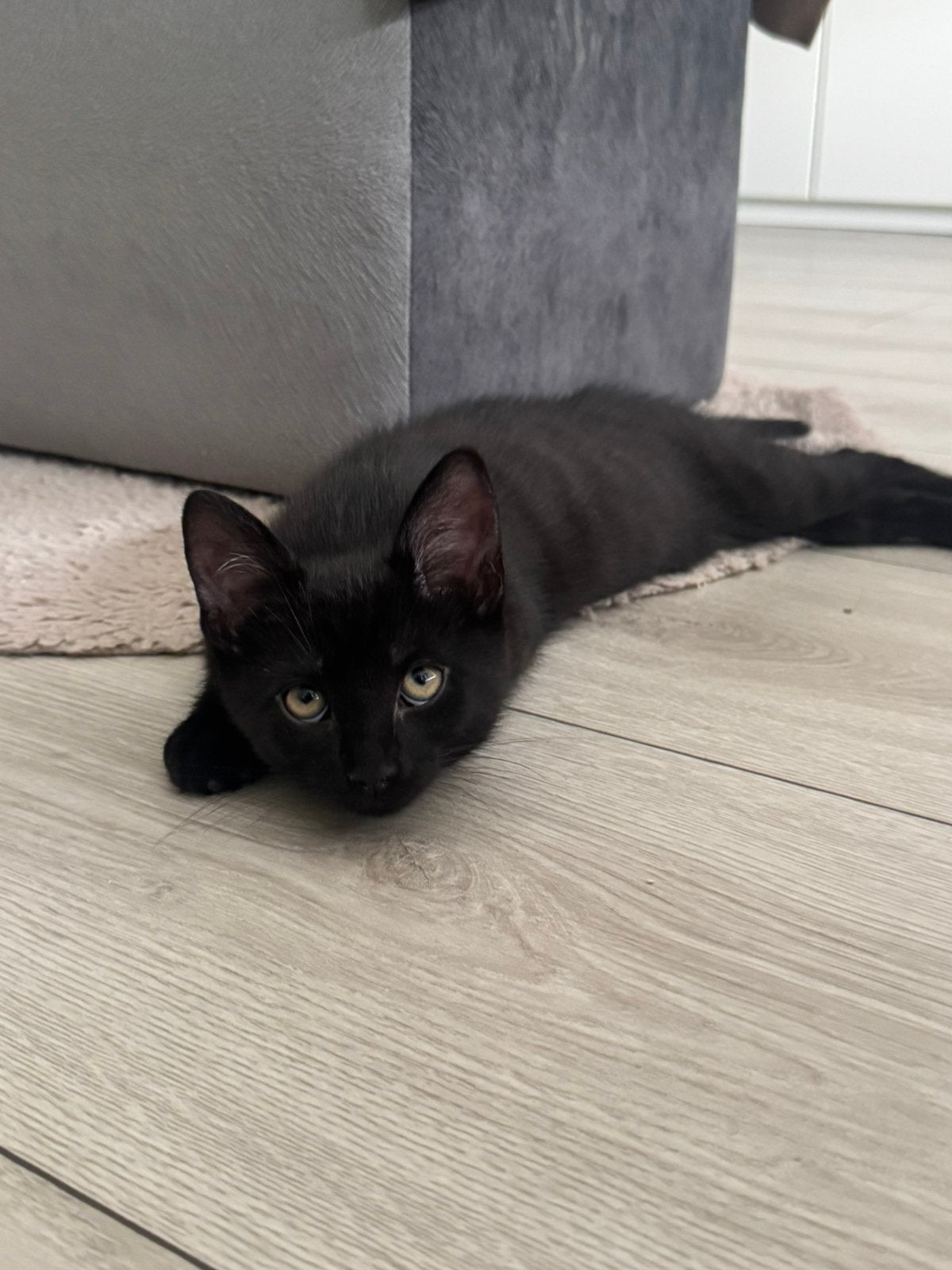 Kitten, Meerdere dieren, Kortharig, 0 tot 2 jaar