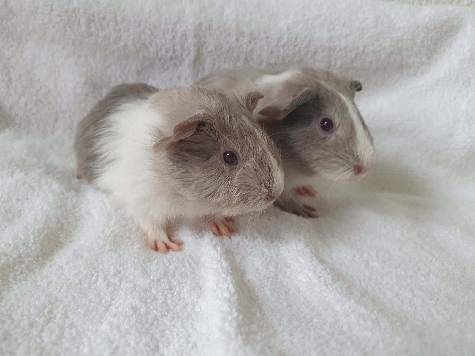 cavia broertjes rond de 5 weekjes jong, Dieren en Toebehoren, Cavia, Mannelijk, Juli, Tam