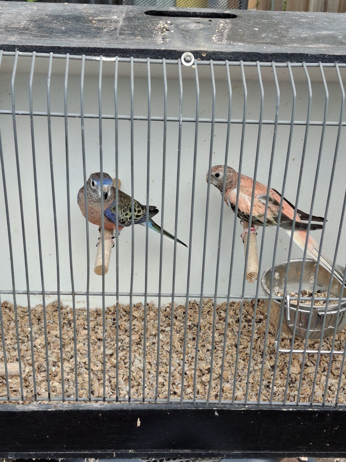 Te koop koppel bourkes, overjarig, Meerdere dieren