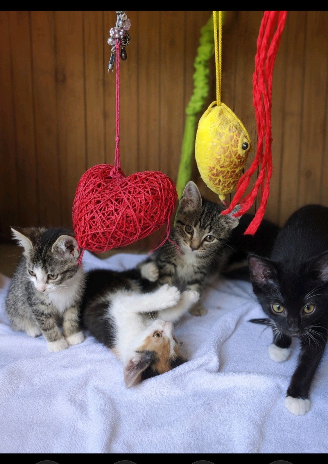 Verschillende leuke boerderij kittens, Meerdere dieren, Ontwormd, 0 tot 2 jaar