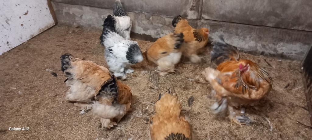 Wegens niet op komen halen 5 brahma  buff zwart, Dieren en Toebehoren, Pluimvee, Meerdere dieren, Kip