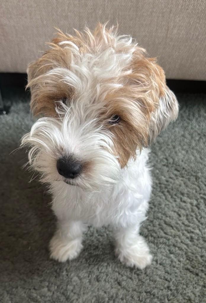 Jack Russell van 2 jaar ter adoptie – Actief en Lief, Dieren en Toebehoren, Honden | Jack Russells en Terriërs, Jack Russell Terriër