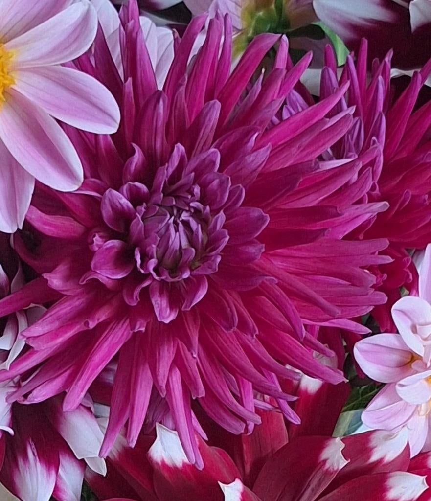 Dahlia, Ophalen, Voorjaar, Volle zon, Knol