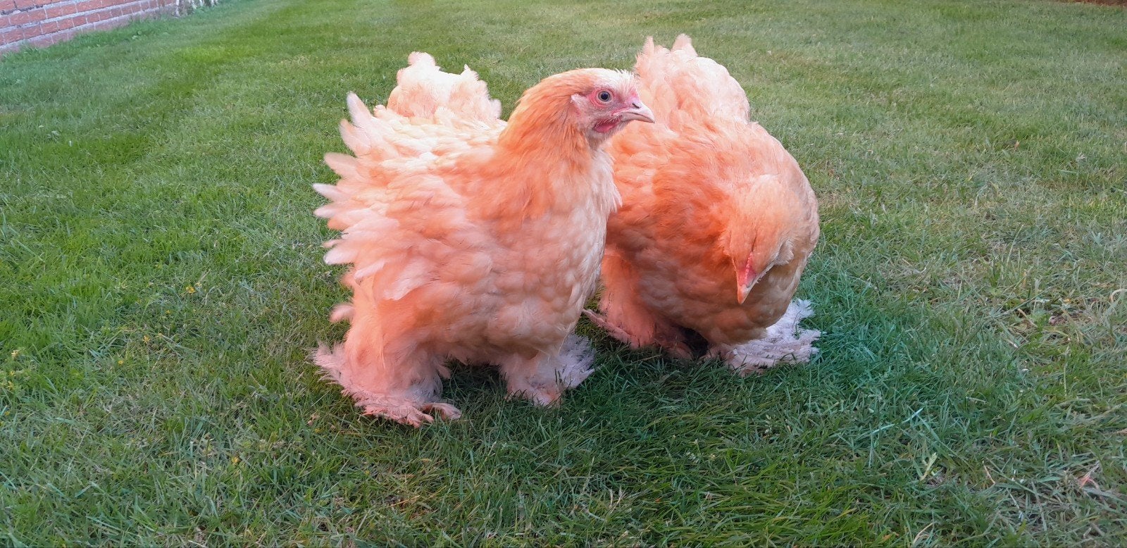 Cochin buff groot, Mannelijk, Kip